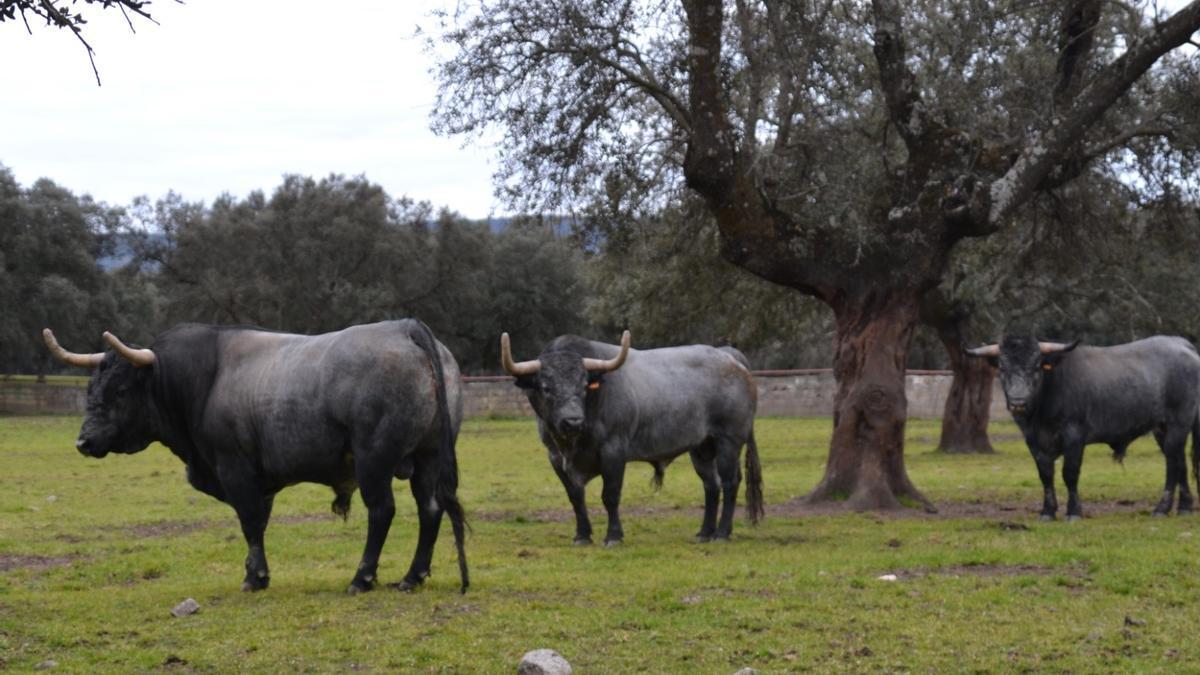 Toros de la ganadería José Escolar.