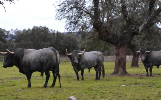 Toros de la ganadería José Escolar. Toros de la ganadería José Escolar.
