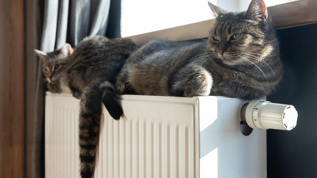 Con el frío, los gatos usan los radiadores para calentarse y como atalaya, un 2x1, pero hay que tener cuidado por si les provocan quemaduras,