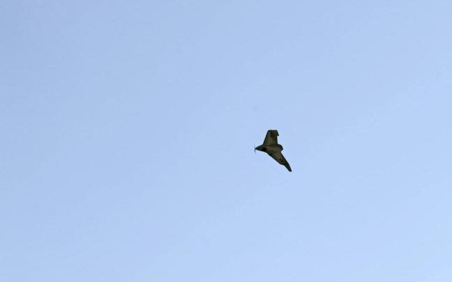 Un dron de reconocimiento Domakha vuela en la región de Donetsk, Ucrania.