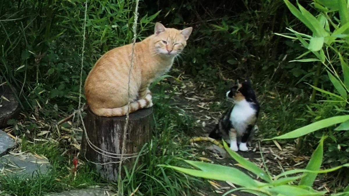El acuerdo tiene como objeto controlar la situación de los gatos que viven en la calle en la Azpeitia