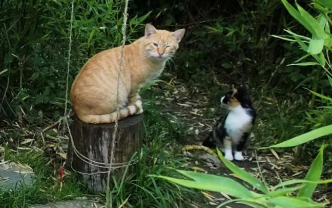 El acuerdo tiene como objeto controlar la situación de los gatos que viven en la calle en la Azpeitia / Aitor El acuerdo tiene como objeto controlar la situación de los gatos que viven en la calle en la Azpeitia