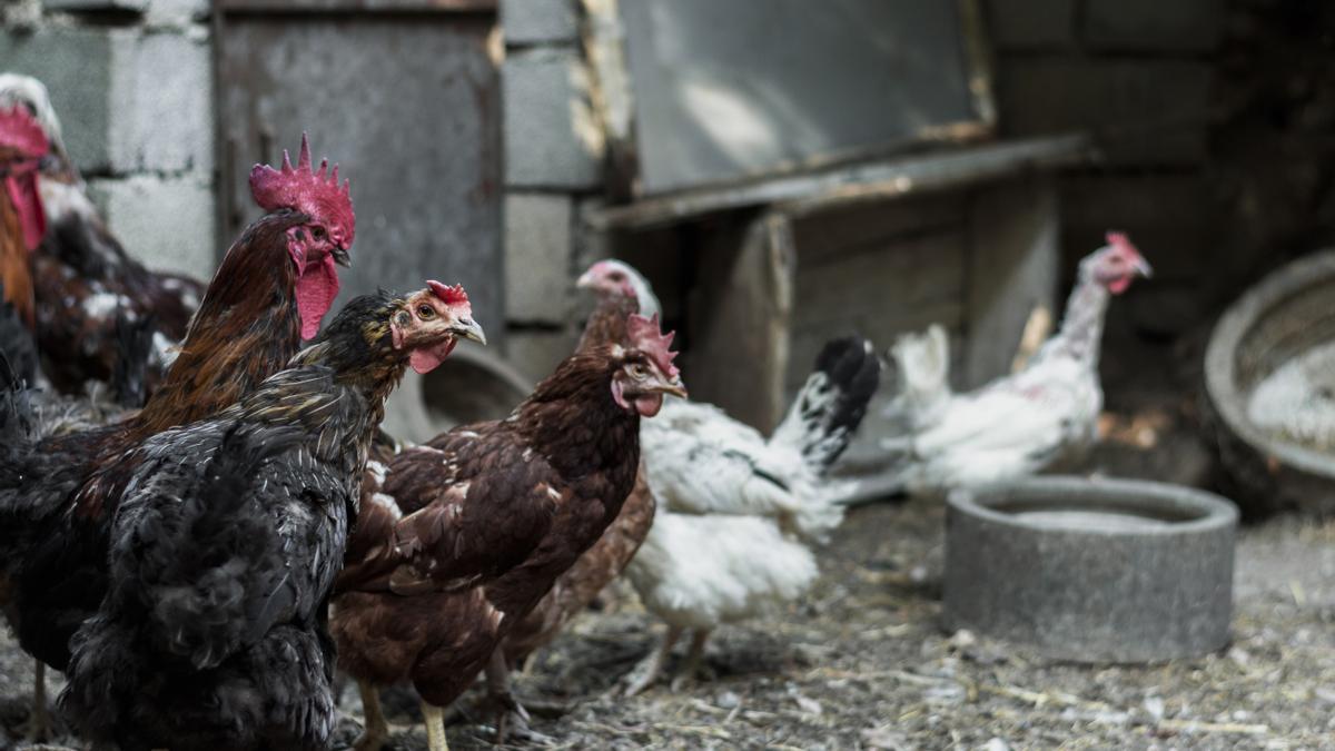 Aves de corral, en una imagen de archivo.