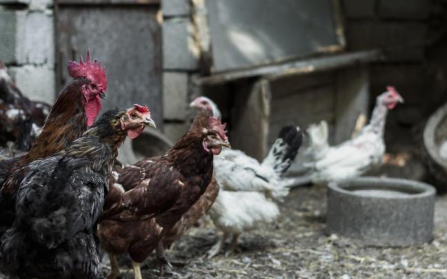 Aves de corral, en una imagen de archivo.