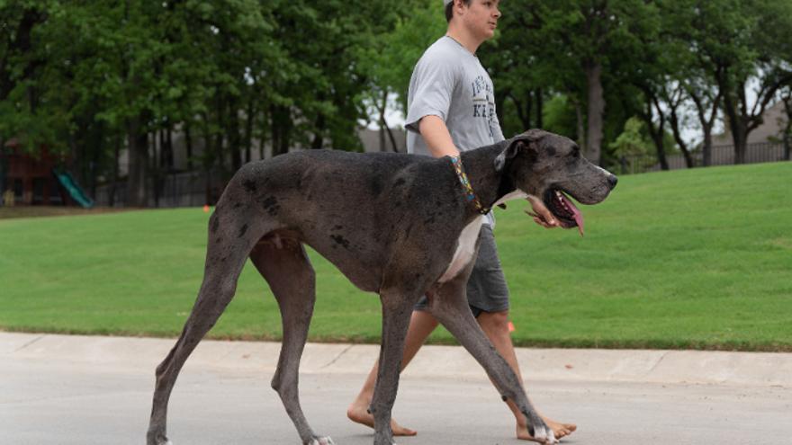 'Zeus', un gran danés gigante de récord.