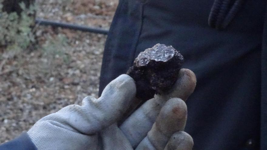 Una trufa recién recolectada en una trufera con un corte que muestra su maduración.