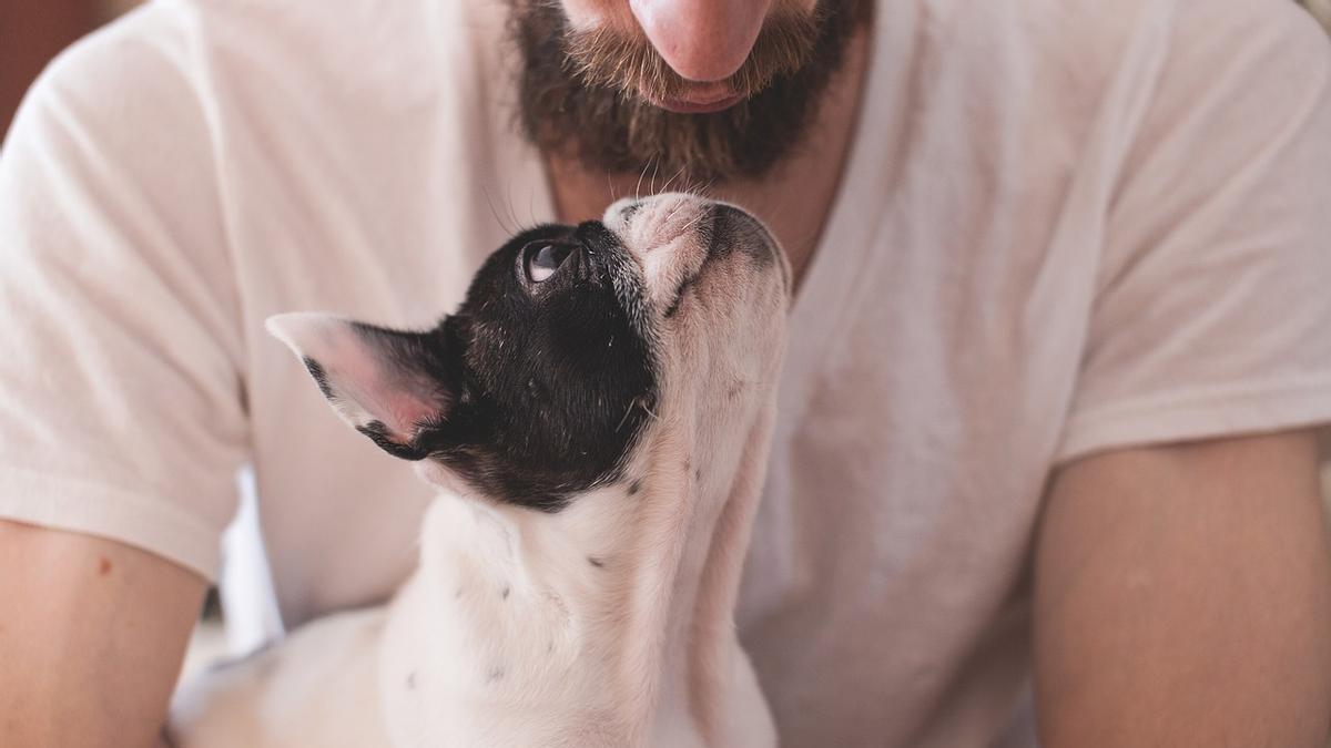 Tu perro te sigue por toda la casa: ¿es cariño o una señal de alerta?