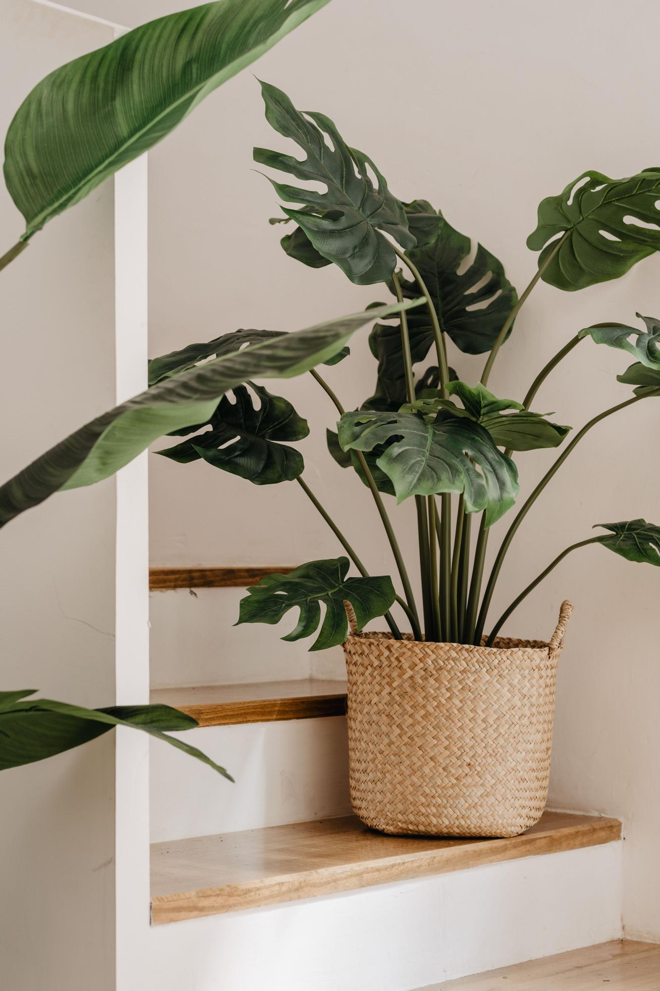 La monstera es una de las plantas más buscadas y sus bonitas hojas se llevan todo el protagonismo.
