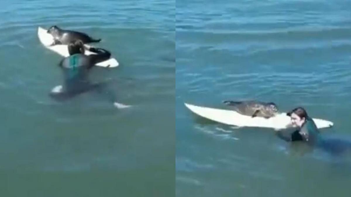 El vídeo viral de un surfista junto a una foca bebé que ha enternecido las redes sociales