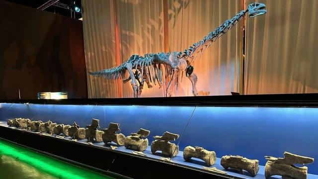 Vértebras del diplodocus identificado en El Castellar, expuestas en Dinópolis junto a la reconstrucción de un saurópodo.