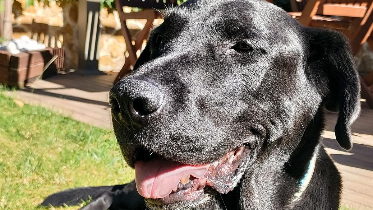 Un perro en un parque.