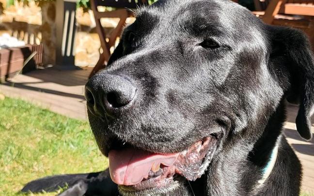 Un perro en un parque.