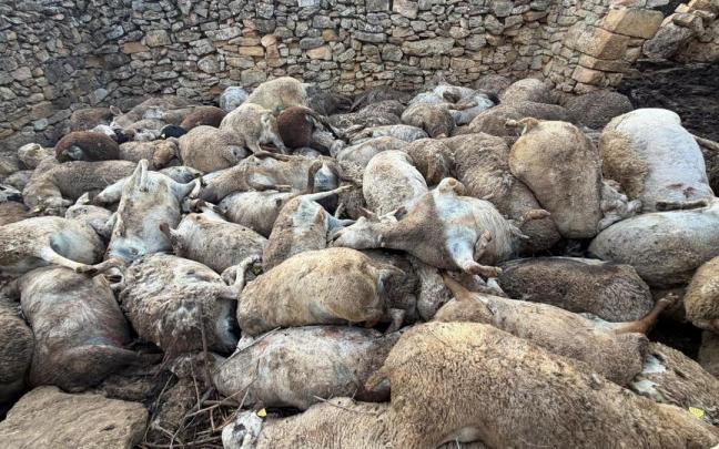 Ovejas muertas en Aras de los Olmos.