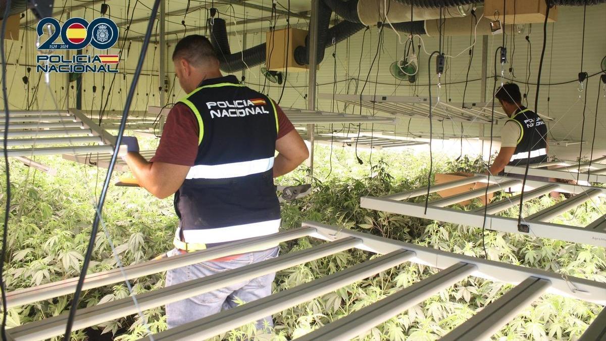 Agentes de la Policía Nacional en una de las naves industriales en las que se cultivaban plantas de marihuana.