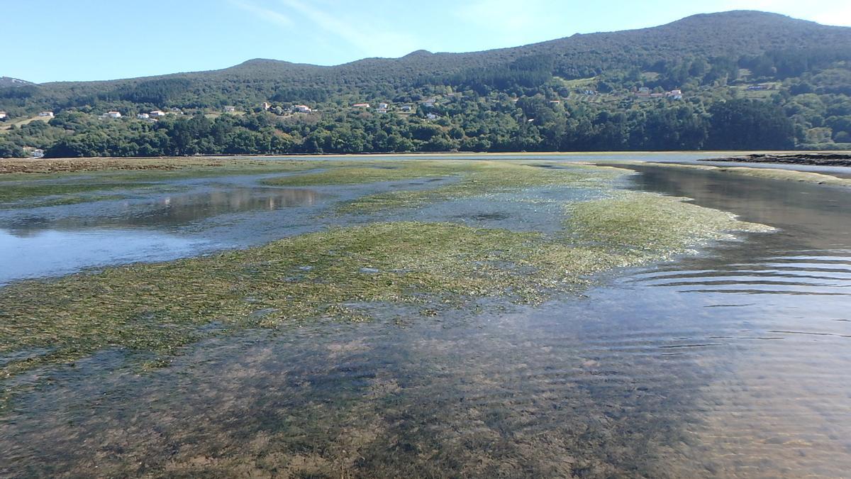 Los ricos pastos marinos en Urdaibai.