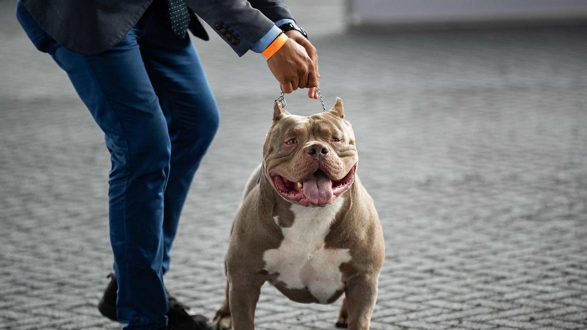 Un perro de la raza American Bully.