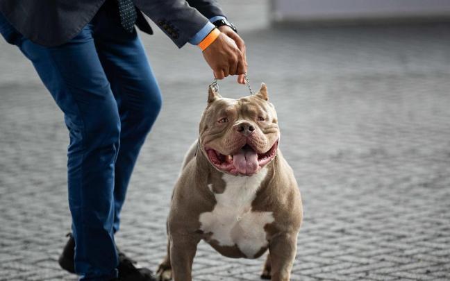 Un perro de la raza American Bully. / EFE Un perro de la raza American Bully.