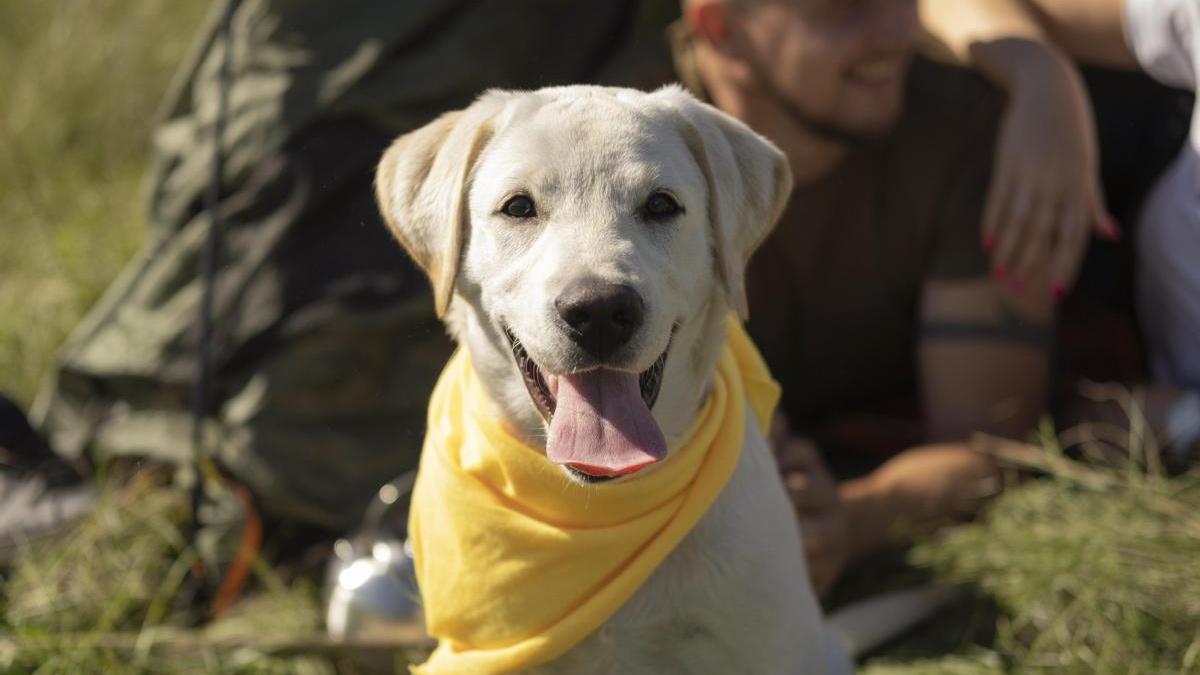 ¿Qué significa el lazo amarillo que cada vez llevan más perros?