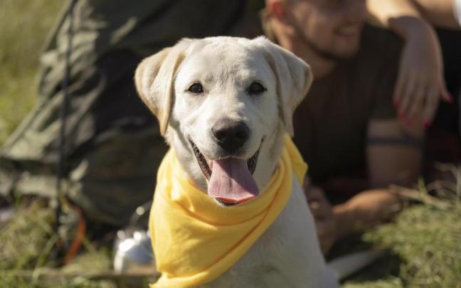 ¿Qué significa el lazo amarillo que cada vez llevan más perros?