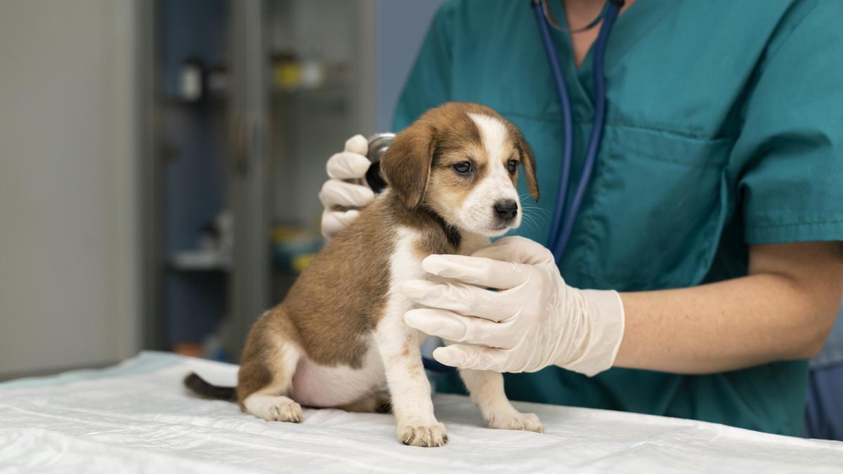 Un veterinario atiende a un perro.