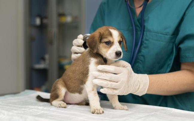 Un veterinario atiende a un perro.