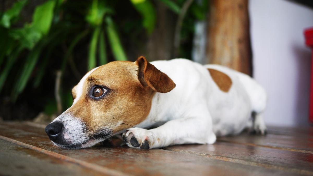 Perro tumbado en el suelo de casa.