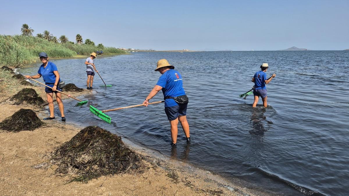 Brigadas retiran biomasa de la orilla del Mar Menor en una imagen de archivo tomada este verano.