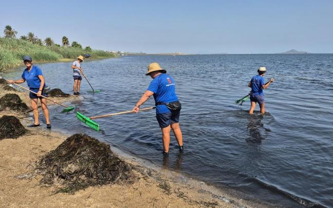 Brigadas retiran biomasa de la orilla del Mar Menor en una imagen de archivo tomada este verano.