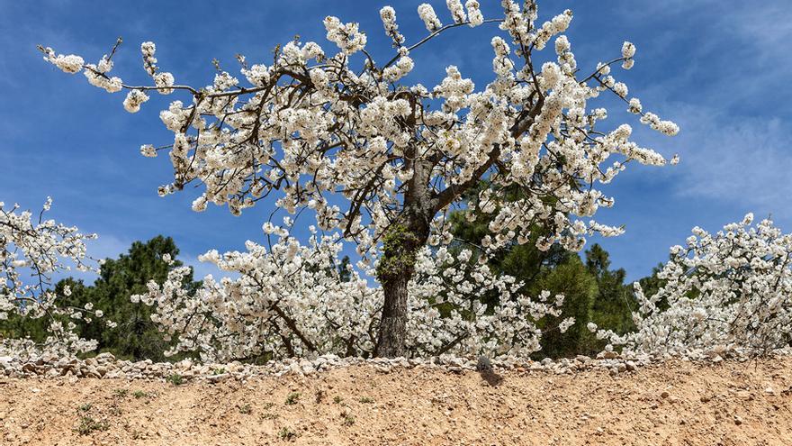 Las blancas flores de un cerezo da color al valle de Caderechas, en la provincia de Burgos.