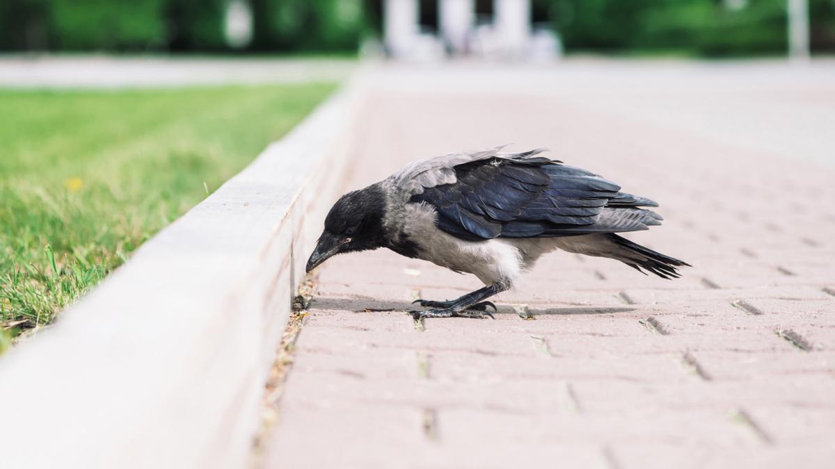 Un pollo de cuervo permanece en el suelo de una ciudad.