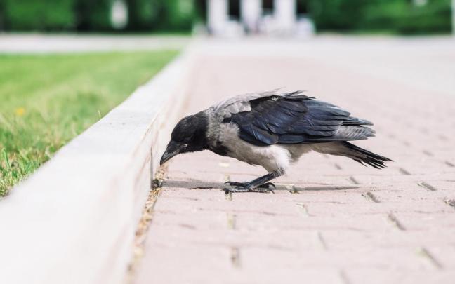 Un pollo de cuervo permanece en el suelo de una ciudad.
