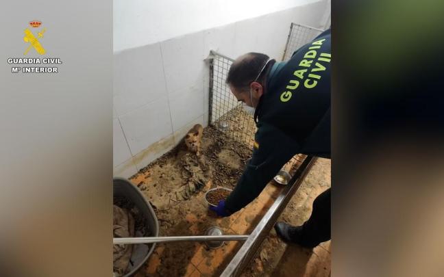 Criadero ilegal de animales en Ordes, A Coruña