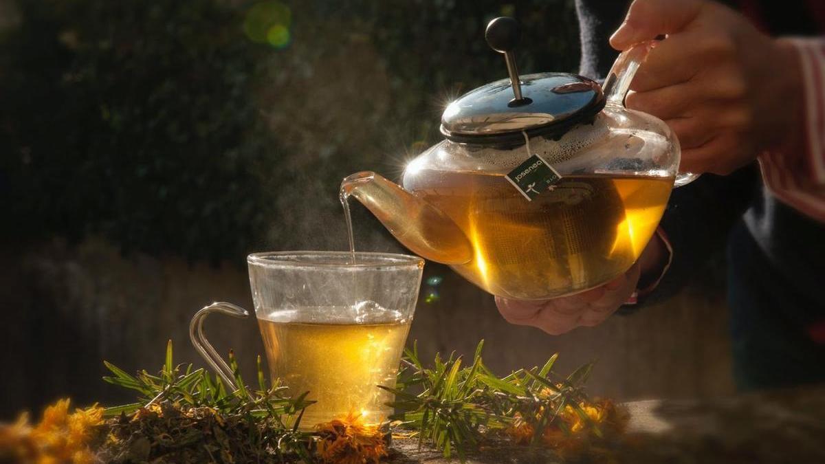 Plantas aromáticas y medicinales.