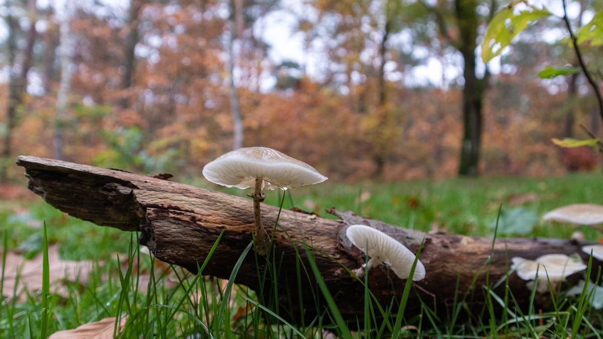 Setas y hongos ayudan a mantener el ecosistema.
