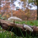 Setas y hongos ayudan a mantener el ecosistema. / Freepik Setas y hongos ayudan a mantener el ecosistema.