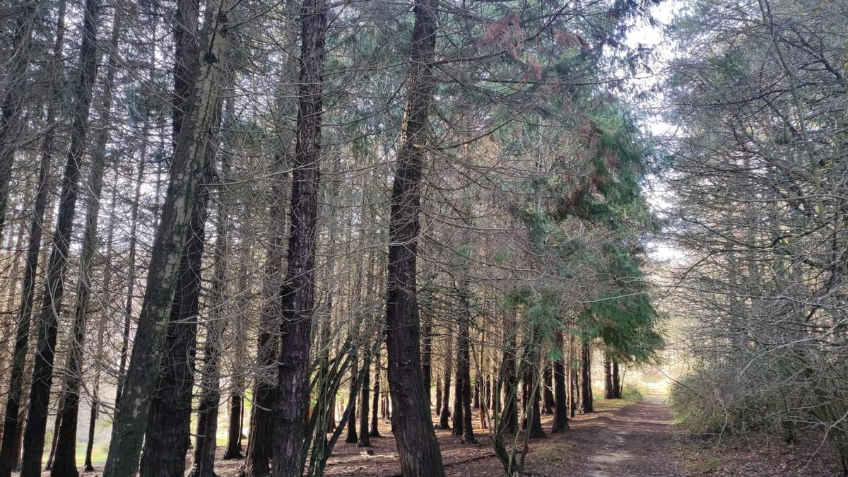 El sendero de bajada