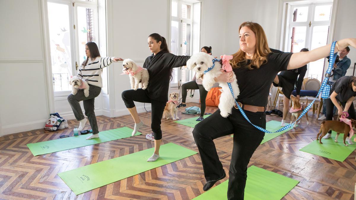 Unas personas practican yoga con sus mascotas.