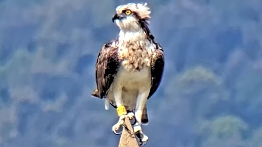 Jano se encuentra ahora en Urdaibai