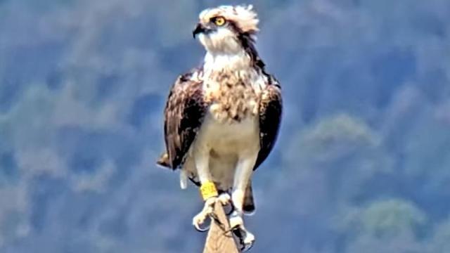 Jano se encuentra ahora en Urdaibai / U. B. C. Jano se encuentra ahora en Urdaibai