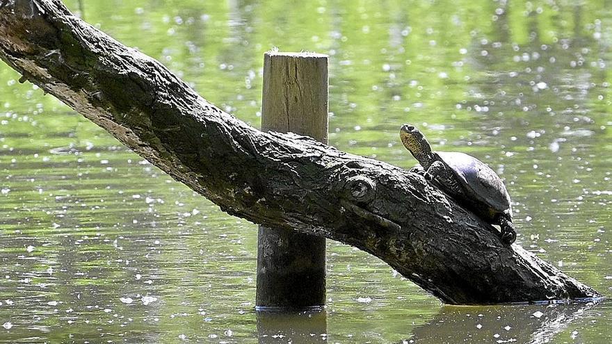 Una tortuga en un humedal.