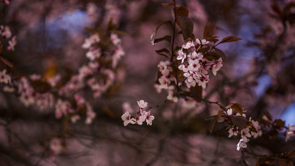 Cerezos en flor en Álava.