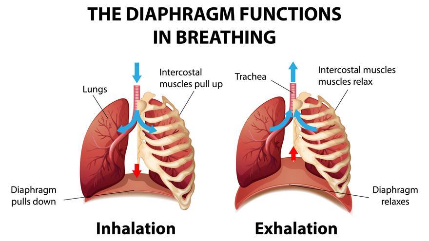 La función del diafragma en la respiración.