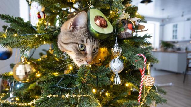 Los gatos suelen trepar por los decorados árboles navideños par aexplorar nuevos rincones.