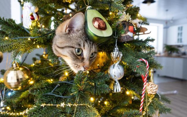 Los gatos suelen trepar por los decorados árboles navideños par aexplorar nuevos rincones.