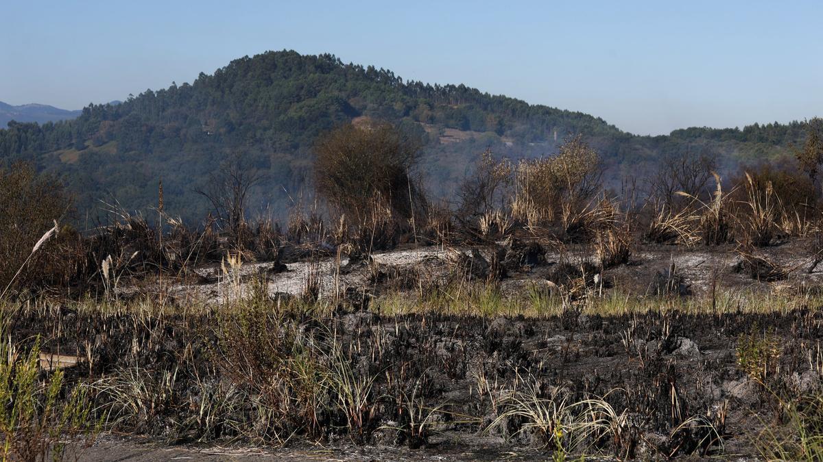 Estado en el que quedó la zona afectada por el incendio cerca del aeropuerto de Bilbao / Deia - Pankra Nieto