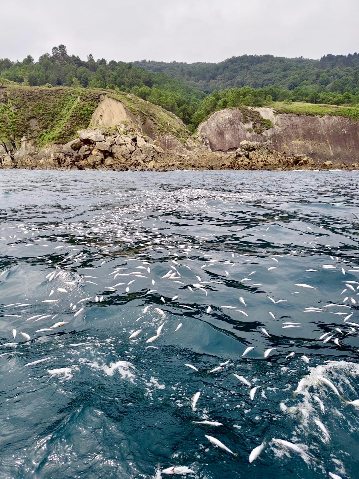 Descarte denunciado por Eguzki. EGUZKI