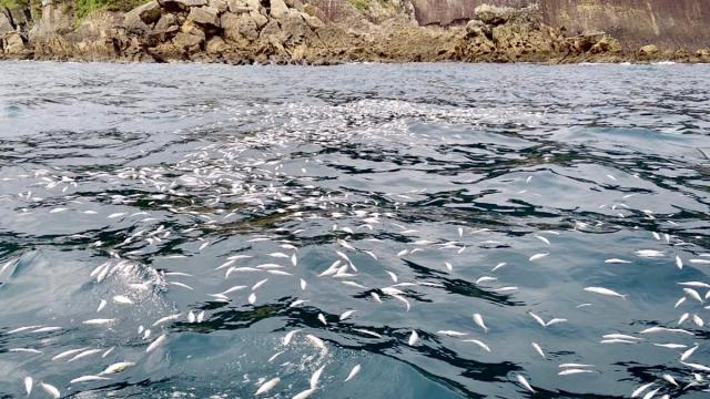 Descarte denunciado por Eguzki. EGUZKI