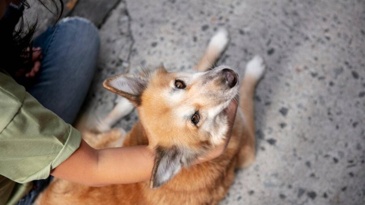 Esto es lo que hay que hacer si te encuentras un perro abandonado