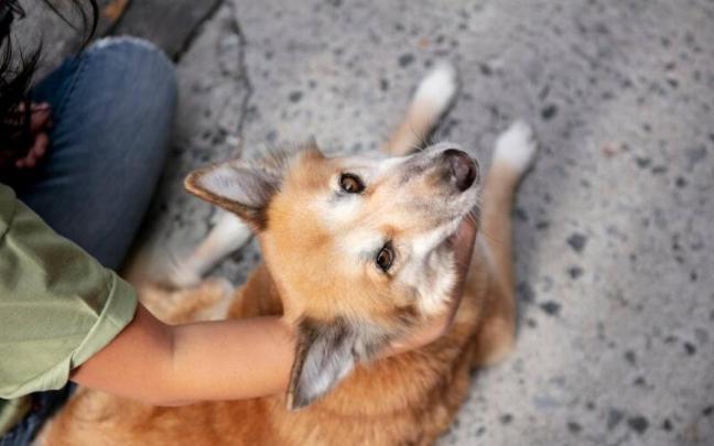 Esto es lo que hay que hacer si te encuentras un perro abandonado / Freepik Esto es lo que hay que hacer si te encuentras un perro abandonado