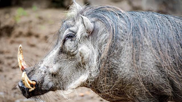 Imagen de archivo de un jabalí.